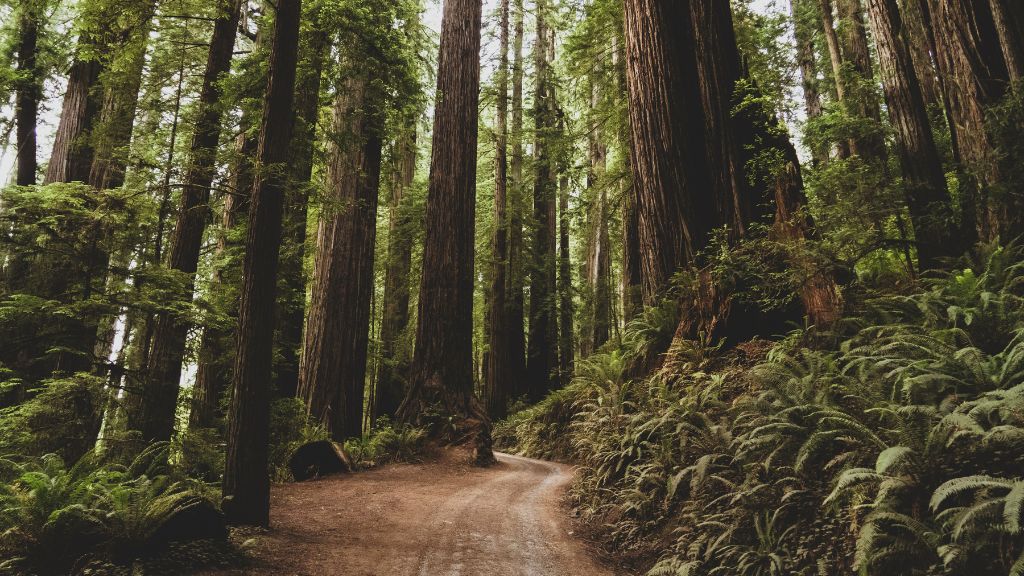Bios Urn Blog: an emotional testimonial from a victim of the deadly California wildfires in Paradise