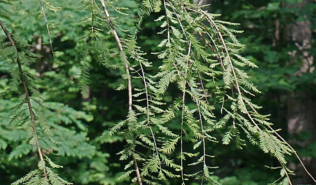 Bios Urn Blog: Redwood: Symbolism, Information and Planting Instructions