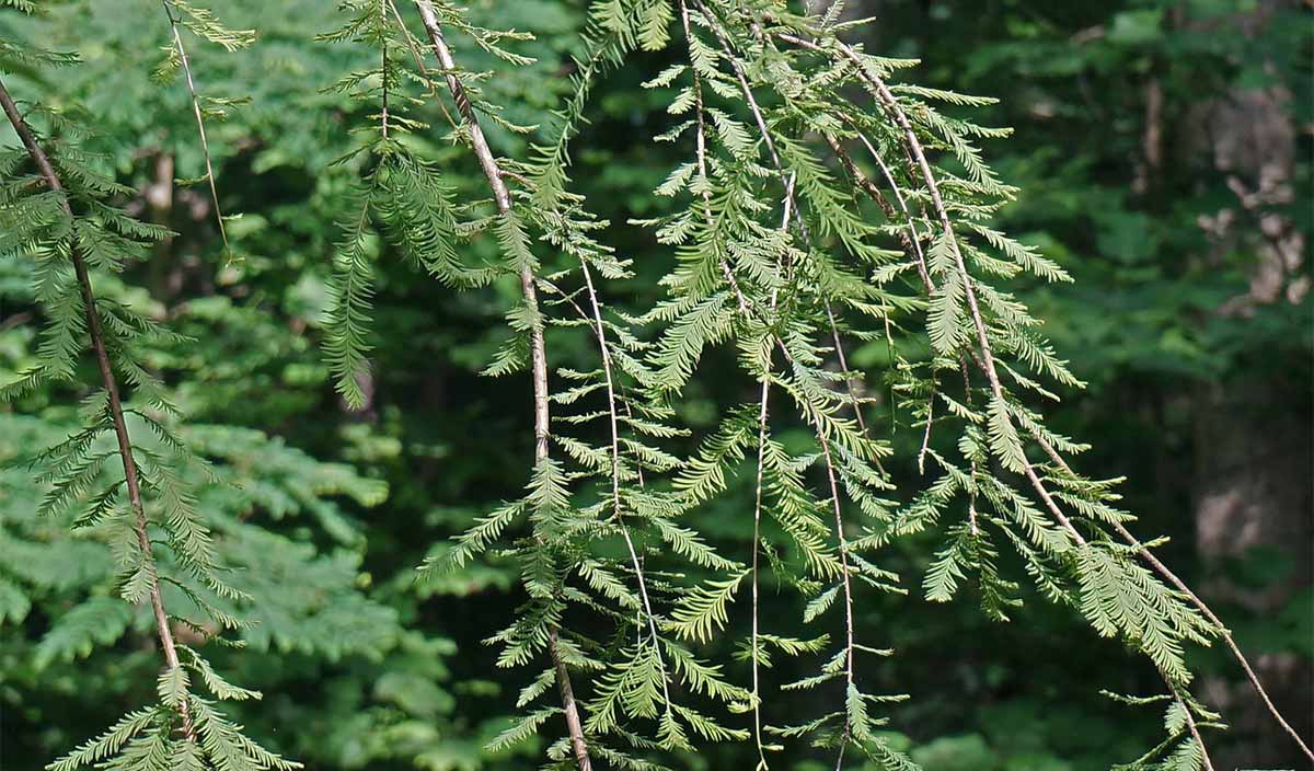 Redwood Symbolism, Information and Planting Instructions