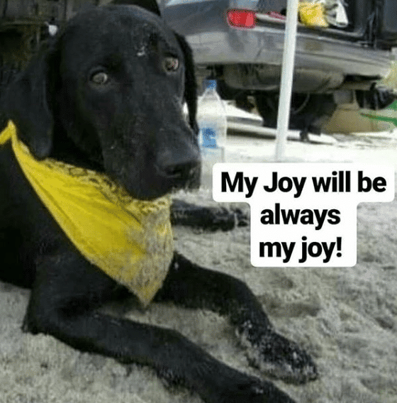 Bios Urn Blog: Urnas para mascotas y la historia de Joy / Urns for pets and the story of Joy