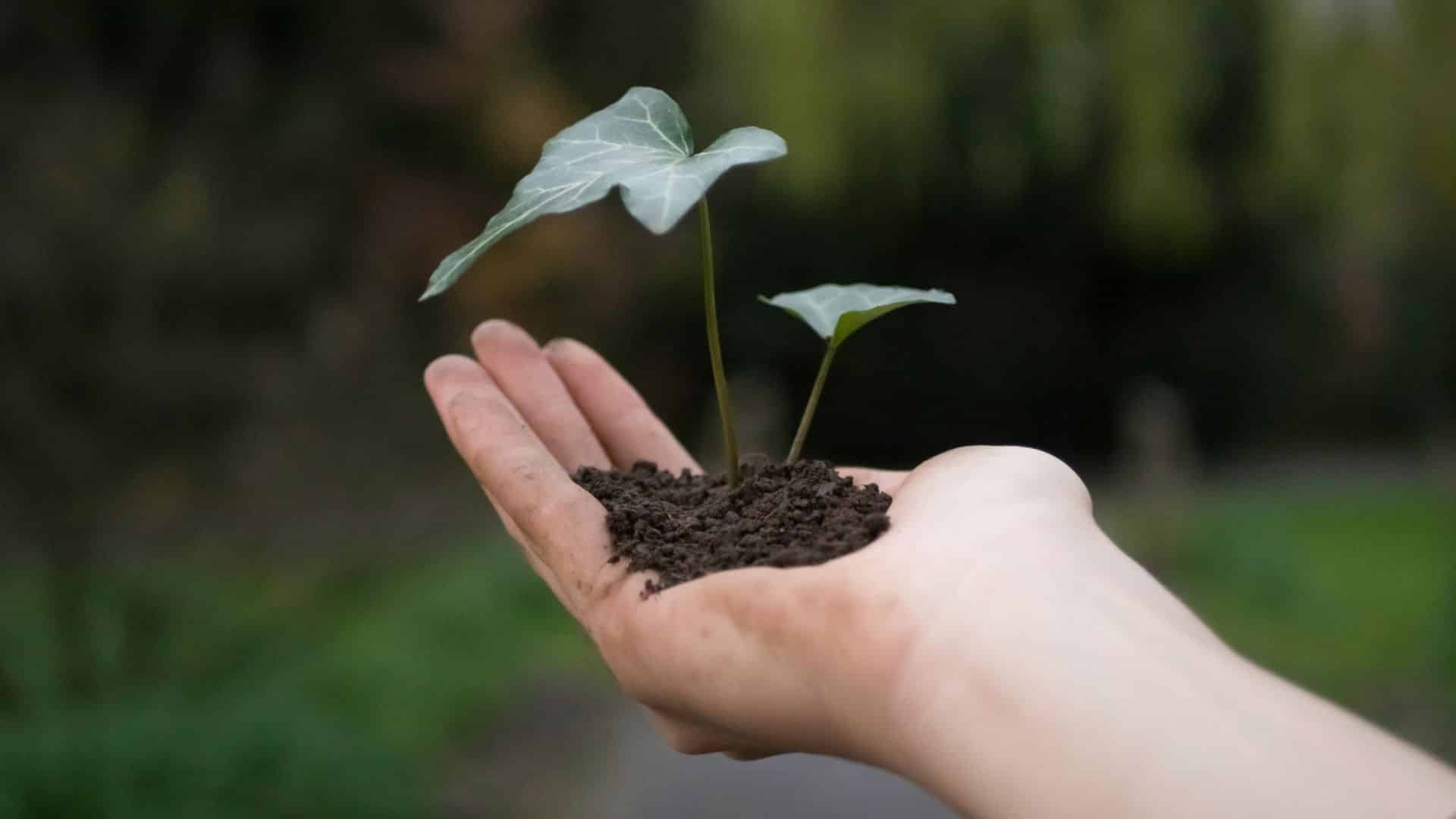 Pourquoi planter des cendres directement sous un arbre ne fonctionnera pas et comment l´Urne Bios® ​​résout le problème
