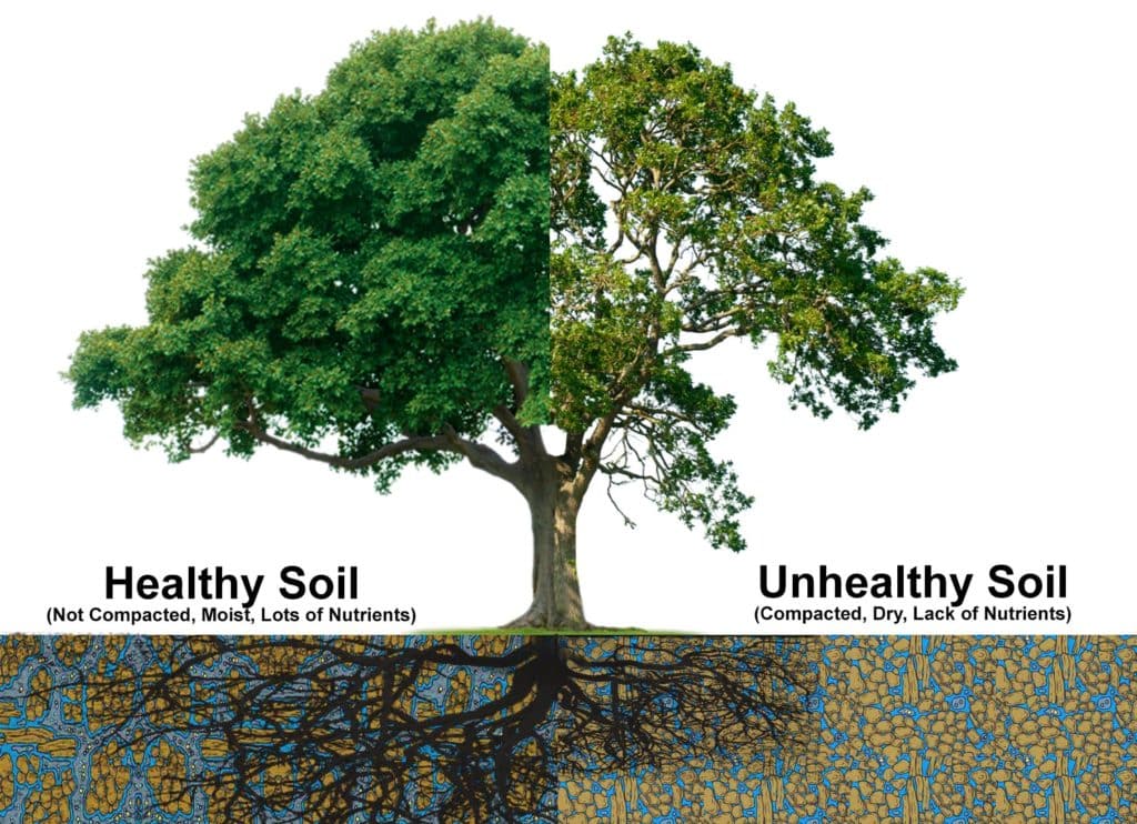 Why soil for tree health is important- Bios Urn blog