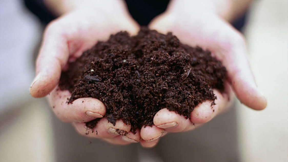 Why soil for tree health is important - Bios Urn blog