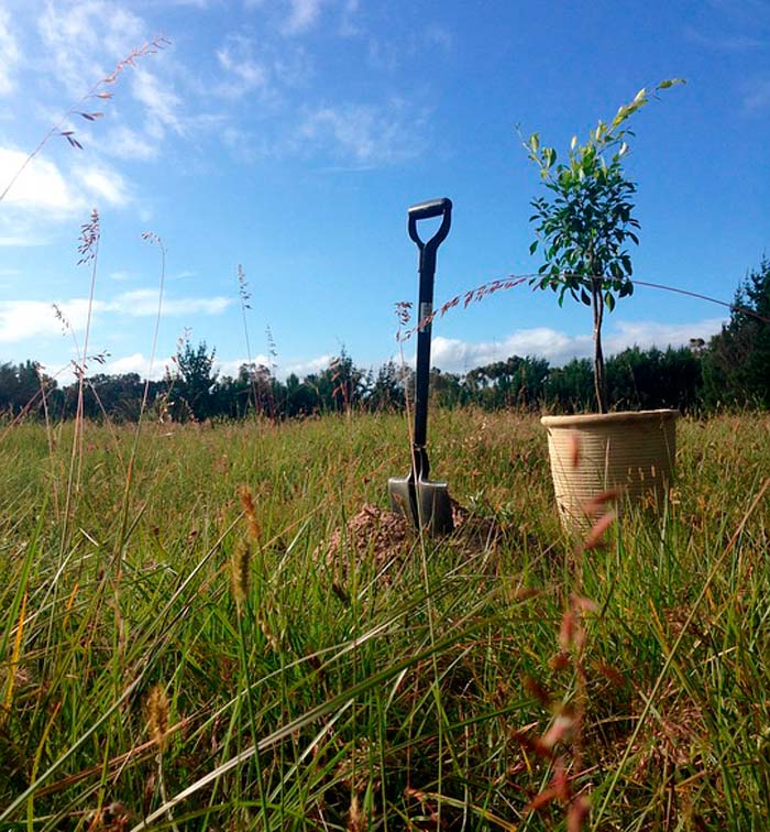 Bios Urn Blog: 10 Reasons to Plant a Tree / 10 razones para plantar un árbol
