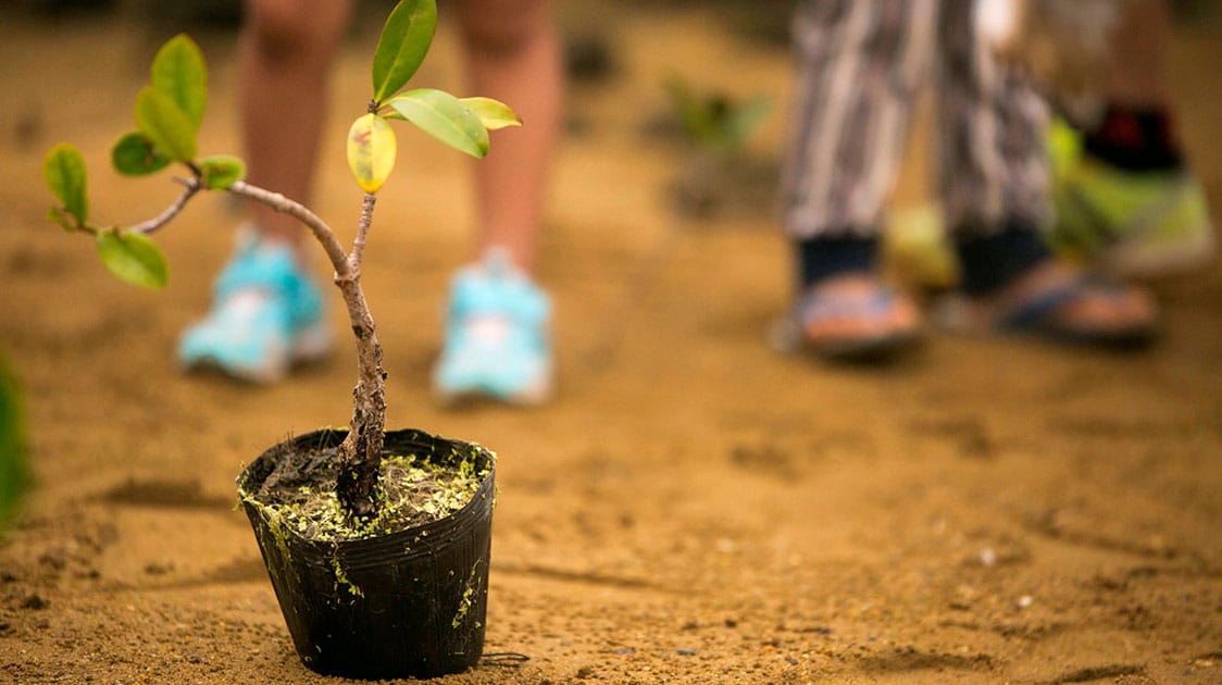 10 razones para plantar un árbol