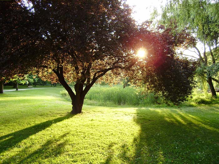 Bios Urn Blog: the importance of sun exposure for your tree or plant / L´importance de l´exposition au soleil pour votre arbre ou votre plante