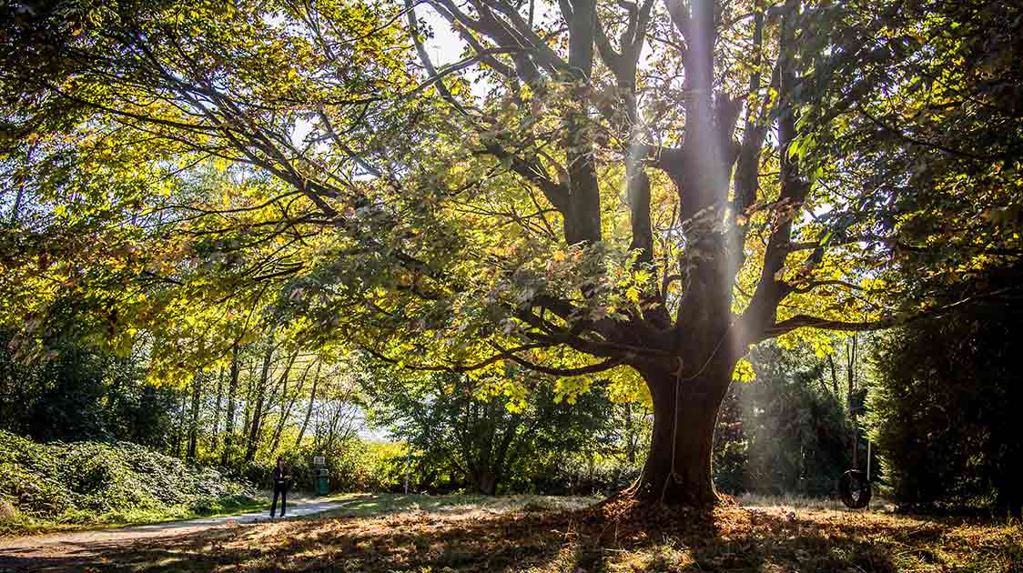 Exposition au soleil: est-ce vraiment important pour votre arbre ou votre plante?