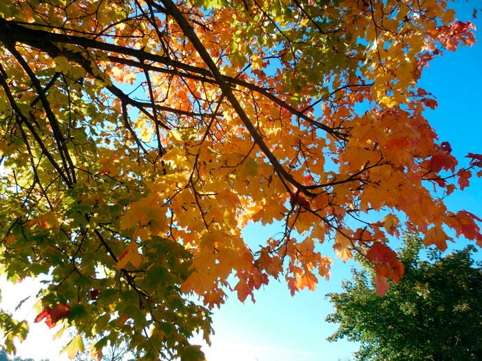 Bios Urn Blog: Why do leaves change color in the autumn? ¿Por qué las hojas cambian de color en el otoño?