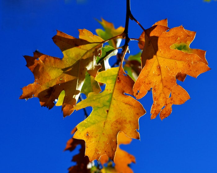 Bios Urn Blog: Why do leaves change color in the autumn? / ¿Por qué las hojas cambian de color en el otoño?