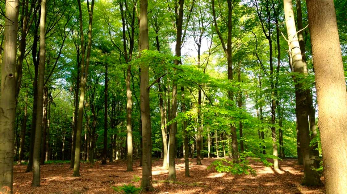 Green, Greener, Greenest –The Rise Of Natural Burial Cemeteries In The Netherlands