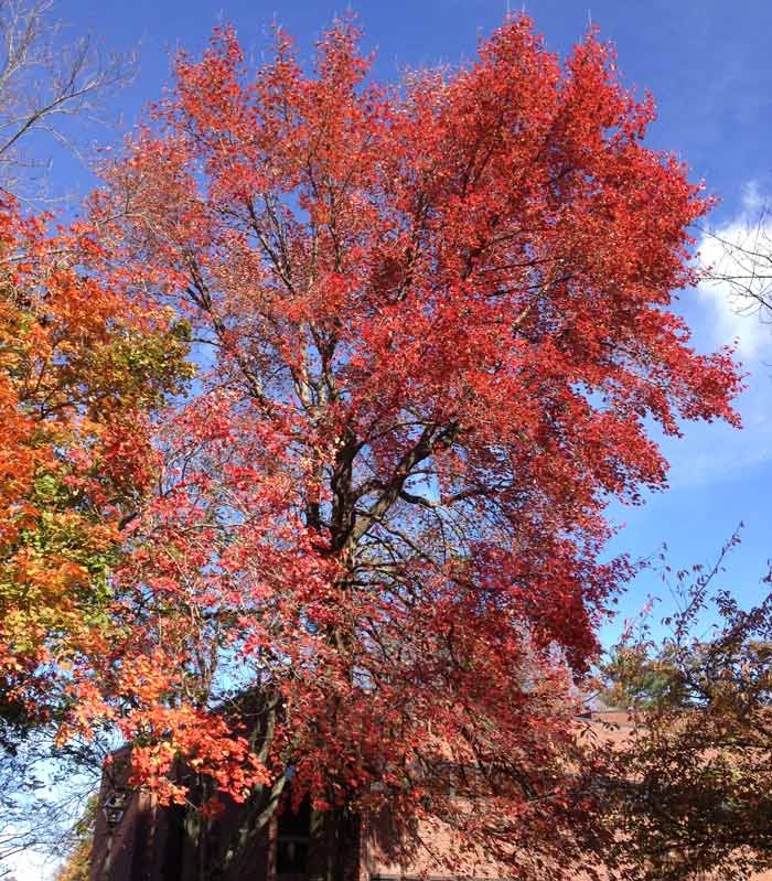 Bios Urn Blog: Trees famous for their beautiful fall color / Árboles famosos por su precioso color otoñal