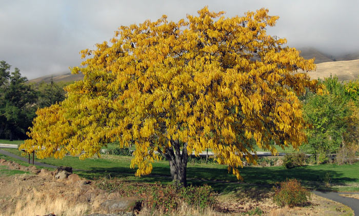 Bios Urn Blog: Trees famous for their beautiful fall color