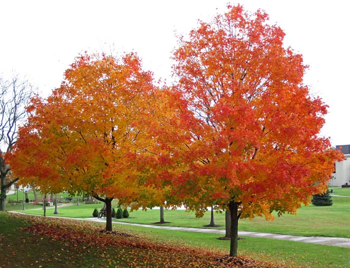 Bios Urn Blog: Trees famous for their beautiful fall color / Les arbres célèbres pour leur belle couleur d'automne