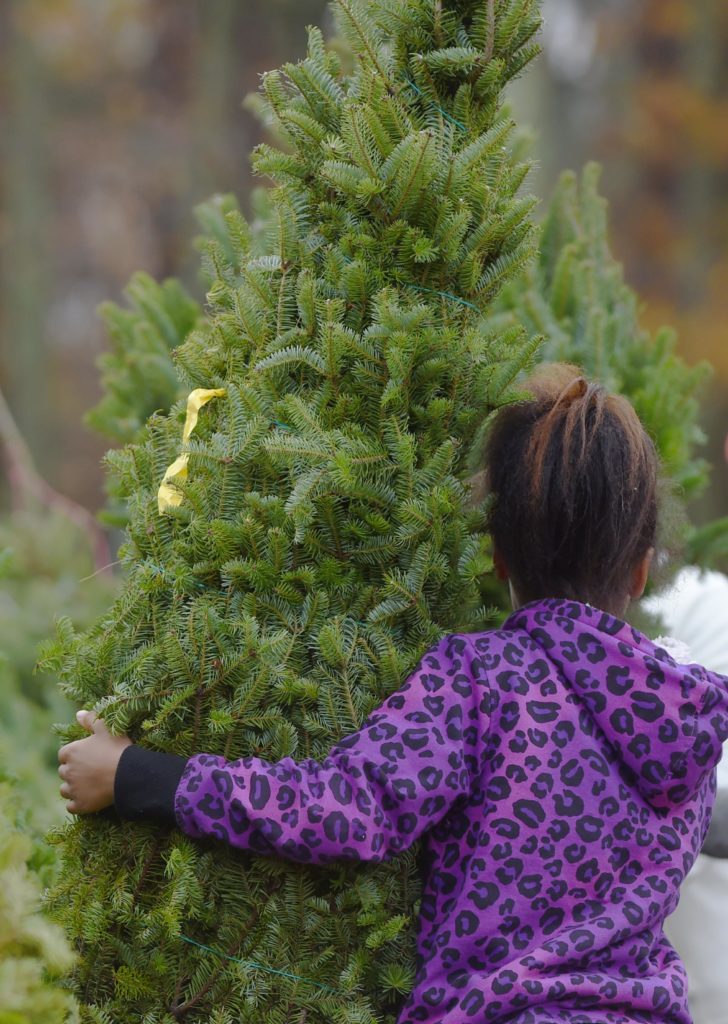 Bios Urn Blog: Christmas trees around the world