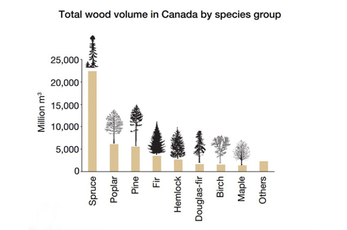Bios Urn Blog: Popular trees in Canada to plant
