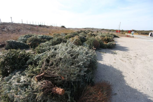 Bios Urn Blog: 10 ways to recycle your Christmas tree / 10 Ideas Sostenibles de Reciclar tu Árbol de Navidad