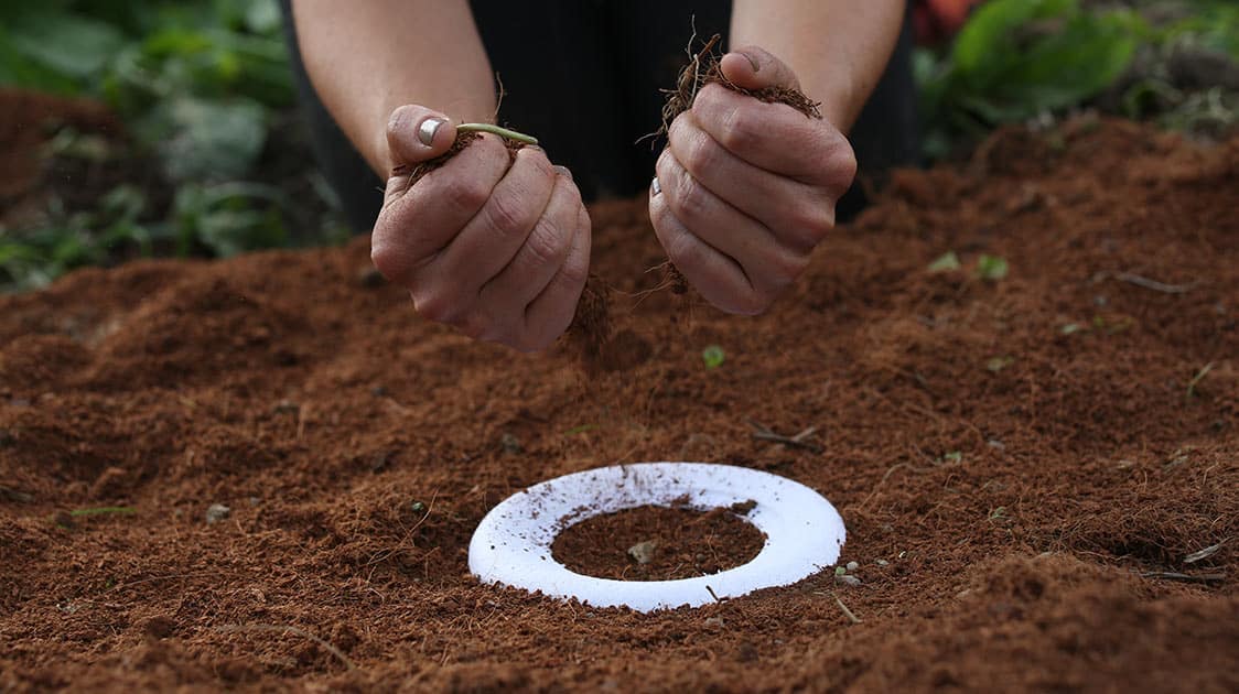 The Importance Of Rituals In Grieving And The Power Of Planting A Tree