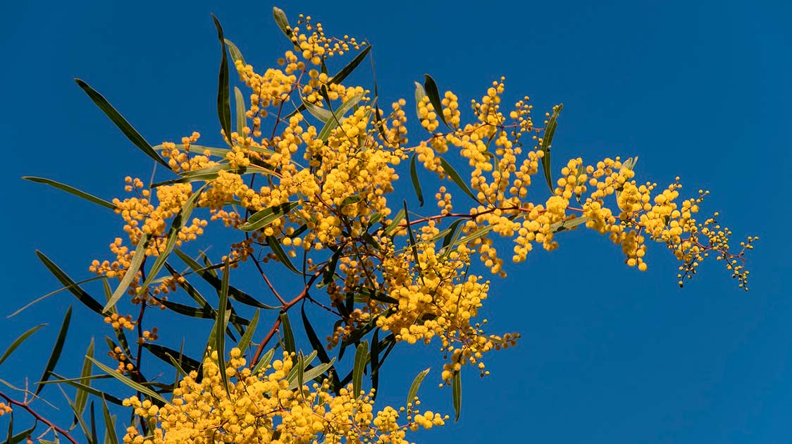Most Popular trees in Australia and New Zealand to grow with a Bios Urn