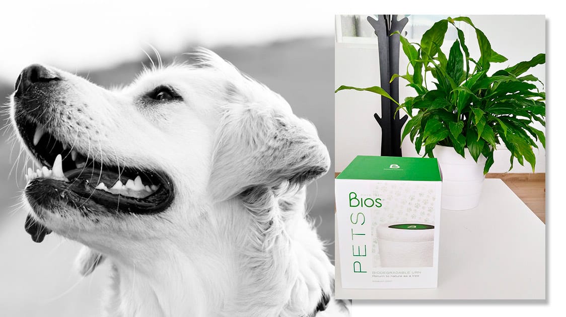 One Of The World’s First Pet Crematoriums To Offer The Bios Urn Pets ®