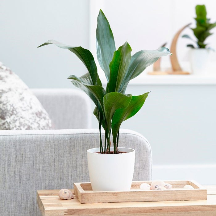 Bios Urn Blog: Easy houseplants that clean the air