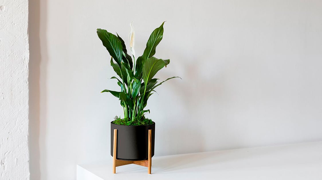 Easy Houseplants To Use With A Bios Urn®