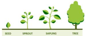 Seeds vs. Seedlings With My Bios Urn® : What Is Better? - Bios Urn