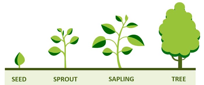 Bios Urn Blog - Seeds vs. seedlings