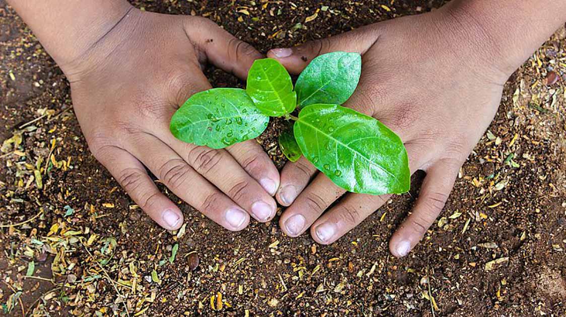 Bios Urn Blog - Seeds vs. seedlings