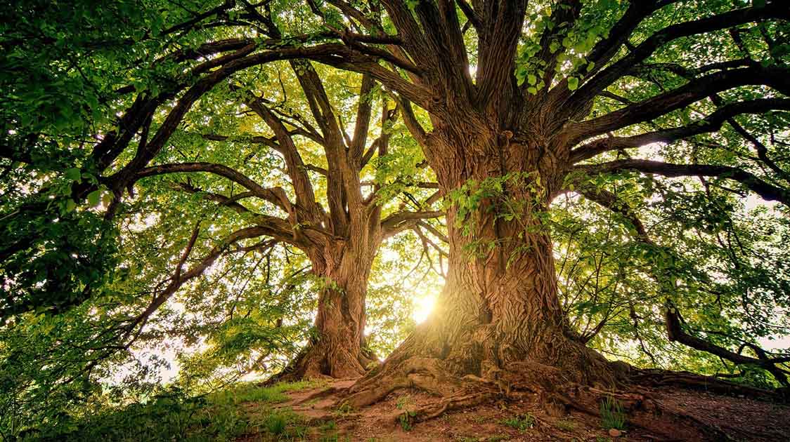 Bios Urn Blog: 15 Astonishing facts about trees