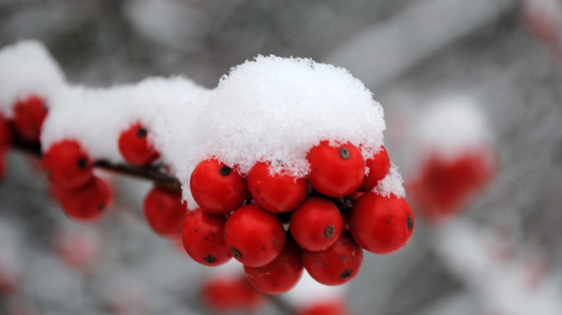 Bios Urn Blog: Plants that survive the cold, even outside in planters / plantes d'extérieur qui survivent au froid