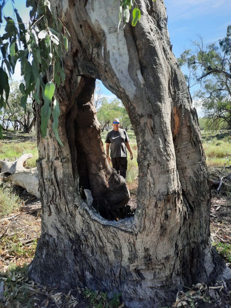 Bios Urn Blog: The amazing aboriginal practice of scar trees and trees in trees symbolizing birth and death