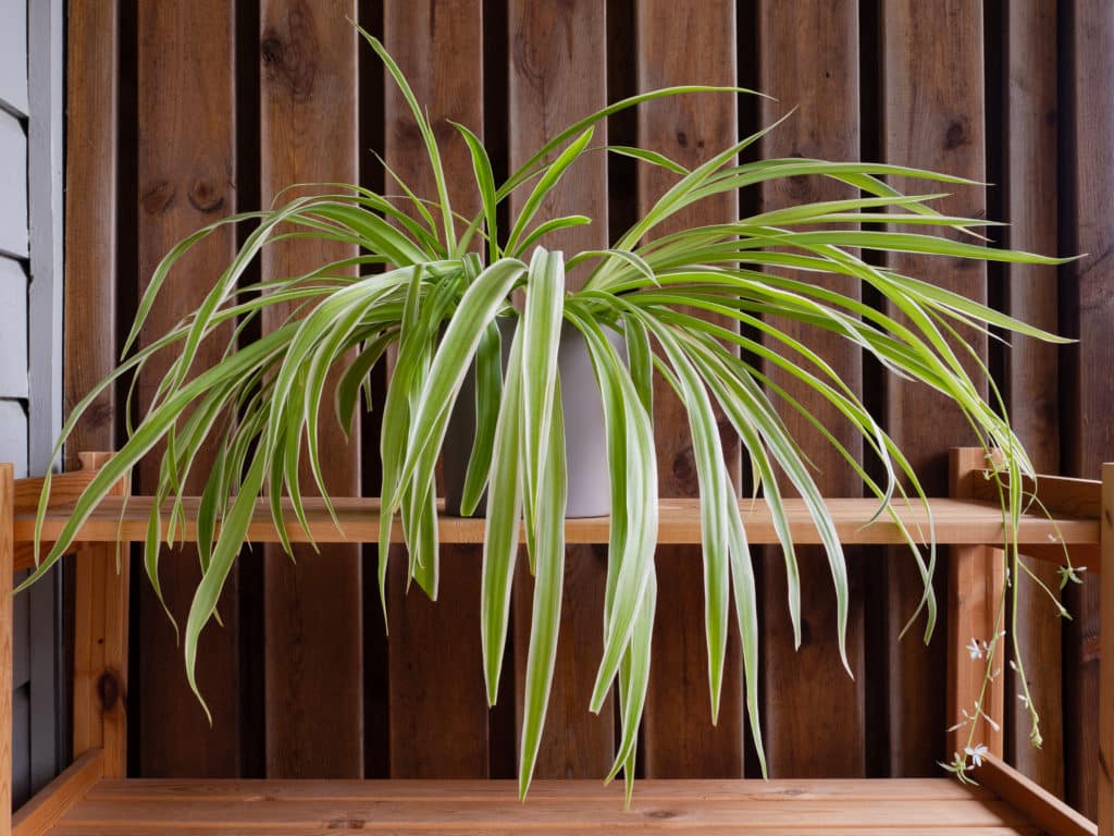 20 Pet-Friendly Houseplants That Are Not Toxic For Animals20 Pet-Friendly Houseplants That Are Not Toxic For Animals