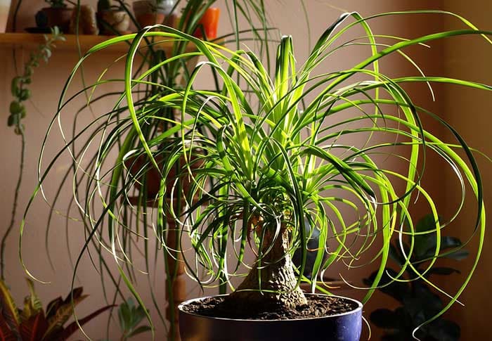 20 Pet-Friendly Houseplants That Are Not Toxic For Animals