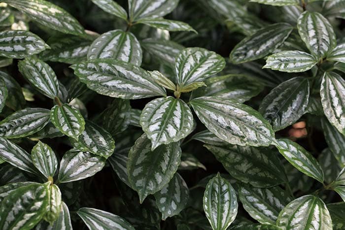 20 Pet-Friendly Houseplants That Are Not Toxic For Animals