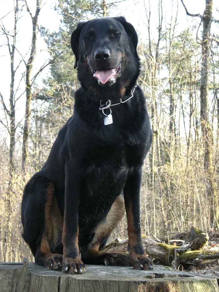 Bios Urn Blog: "I Am Dog Trainer and Zootherapist" - Marion's Bios Story / Blog Urne Bios : Le témoignage de Marion, coach canin, et son chien Kumal qui est devenu un arbre.