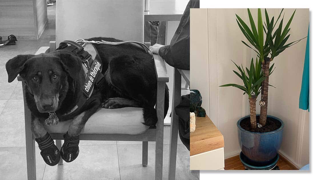 Blog Urna Bios: Testimonio de Marion sobre el uso de una urna biodegradable para mascotas, Entrenador de Perros y Zooterapeuta / Blog Urne Bios : Le témoignage de Marion, coach canin, et son chien Kumal qui est devenu un arbre