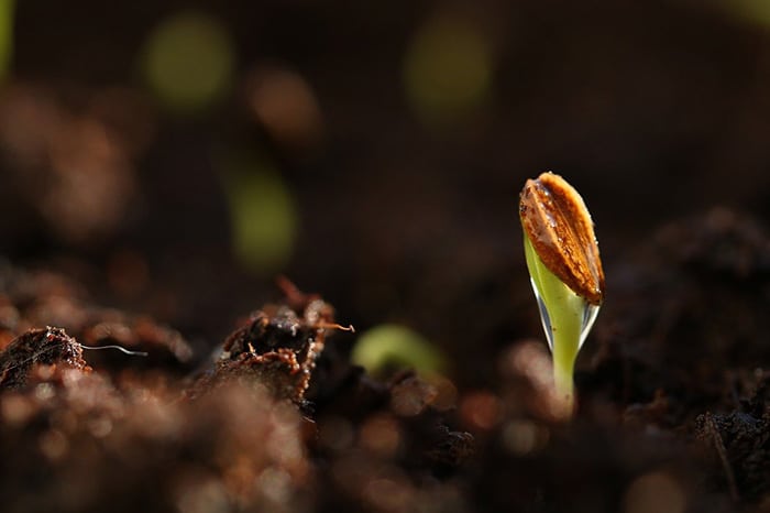 Bios Urn Blog: What You Need to Germinate Seeds Successfully with your tree urn