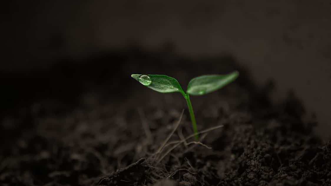 What You Need to Germinate Seeds Successfully