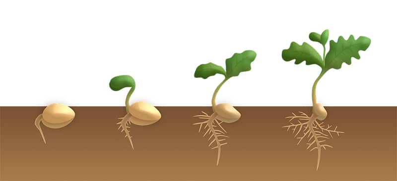 Bios Urn Blog: What You Need to Germinate Seeds Successfully with your tree urn / Blog Urne Bios : Comment Faire Germer Des Graines Avec Succès / Blog Urna Bios : Cómo Germinar Semillas Con Éxito