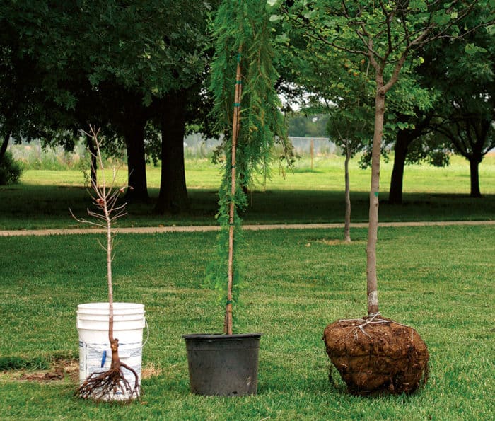 Bios Urn Blog - What Is The Best Season To Plant Trees / Blog Urne Bios: Quelle Est La Meilleure Saison Pour Planter Un Arbre ?