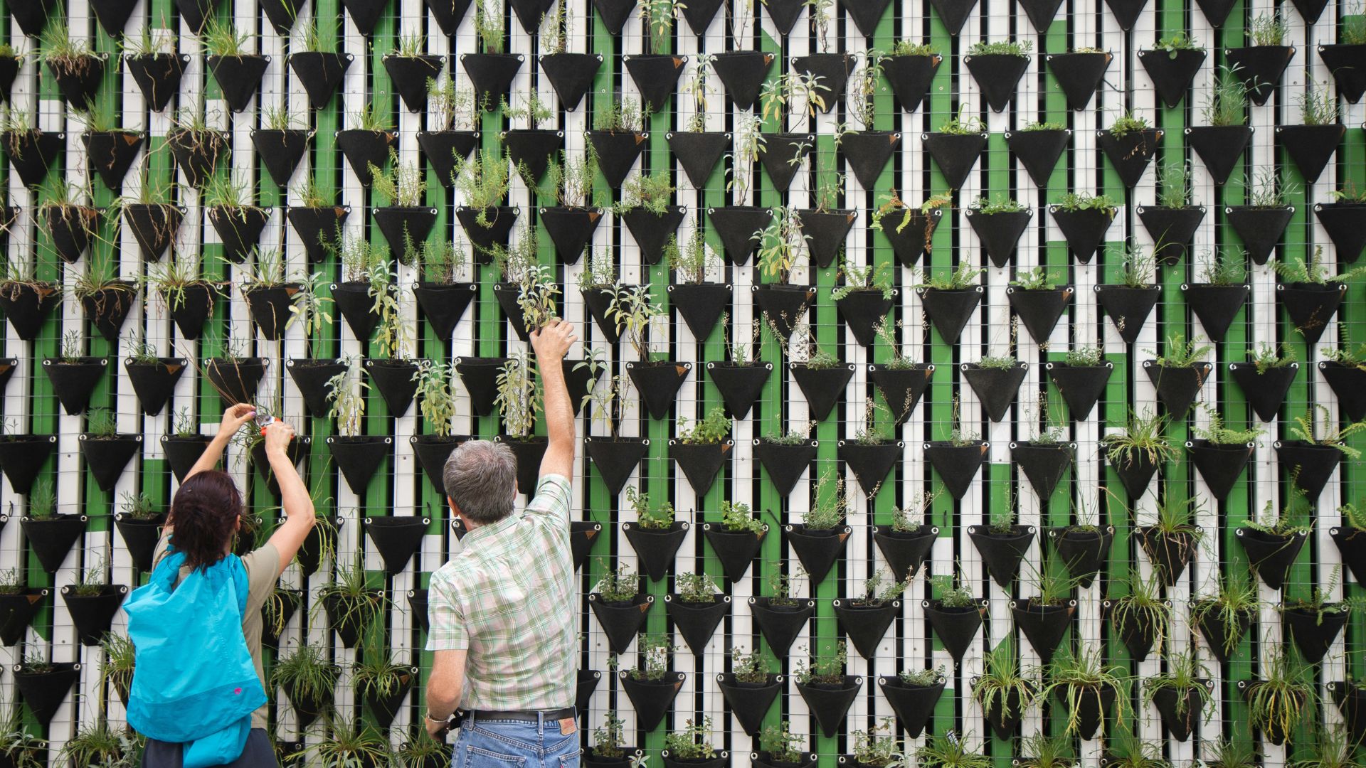 Vertical Gardens: Breathing New Life into Urban Spaces