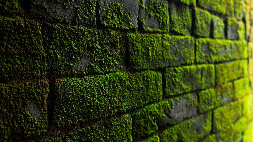 Bios Urn Blog: Turning City Walls Into Green Masterpieces with Moss Graffiti