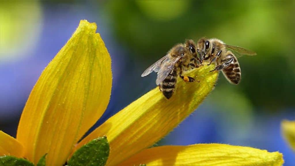 Bios Urn Blog: Bees pollinate flowers, vital for the growth of 30% of the world's crops and 90% of wild plants. Photo by Pixabay on Pexels