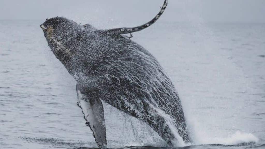 Bios Urn Blog: Whales swimming in the ocean, capturing carbon and supporting marine ecosystems through nutrient circulation. Photo by Andre Estevez on Pexels