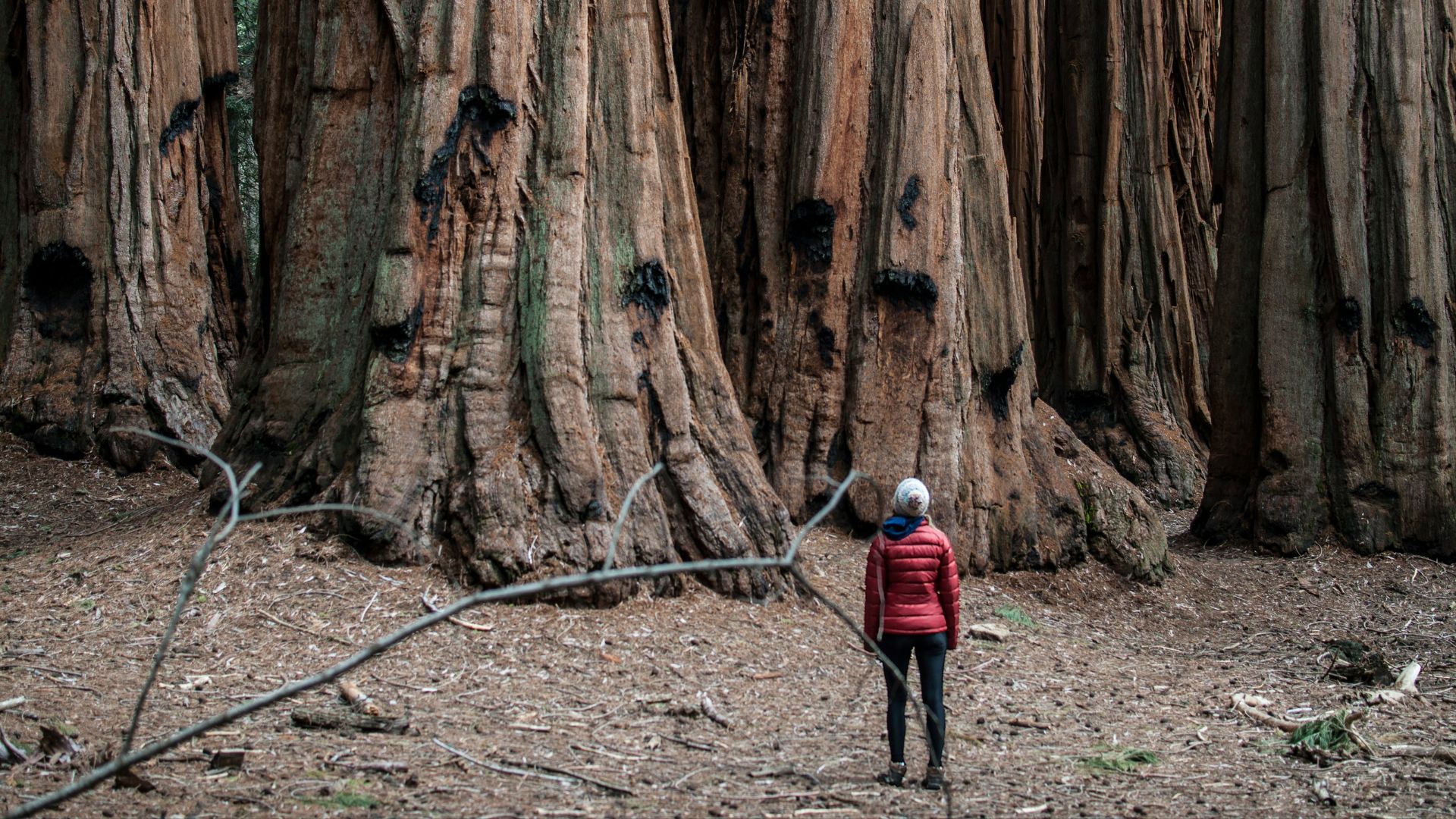 A Journey Through Time with The World’s Oldest Living Trees