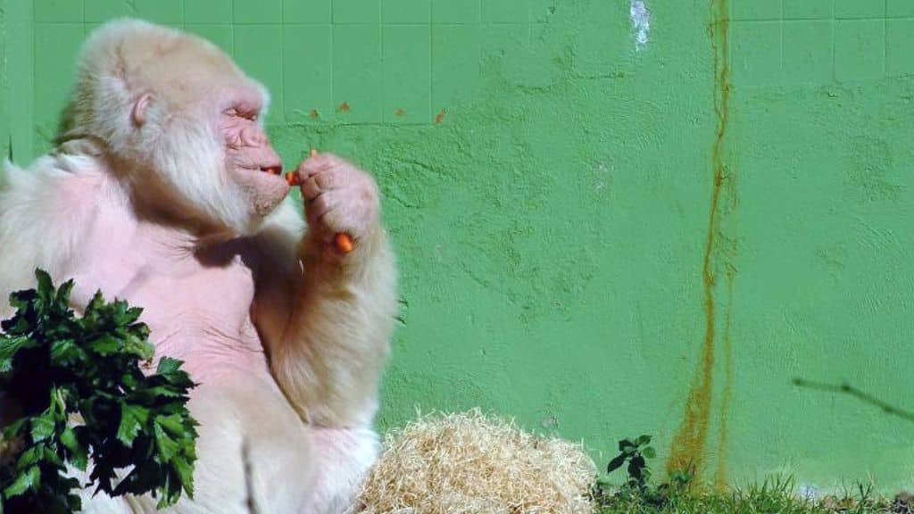 Bios Urn Blog: Little Snowflake, the beloved albino gorilla from Barcelona Zoo, honored with a South African tree planted using a Bios Urn®. Photo by aTarom on Wikimedia