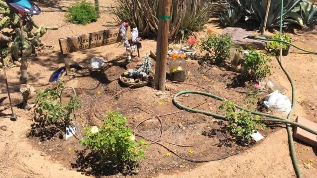 Bios Urn Blog: A Jacaranda tree, chosen by Susan Pendleton to honor her daughter Alexis, as it was one of her favorite trees. Since planting in her garden in 2016, the tree has blossomed beautifully, reminding Susan of Alexis' personality and beauty.