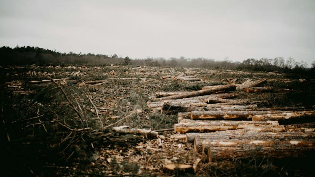 Bios Urn: Nearly a million trees are logged each year for toilet paper made from virgin pulp.