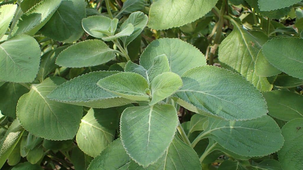 Bios Urn: A fast-growing, drought-tolerant plant with lemony-scented leaves, blue spur flower thrives in warm climates and belongs to the mint family.