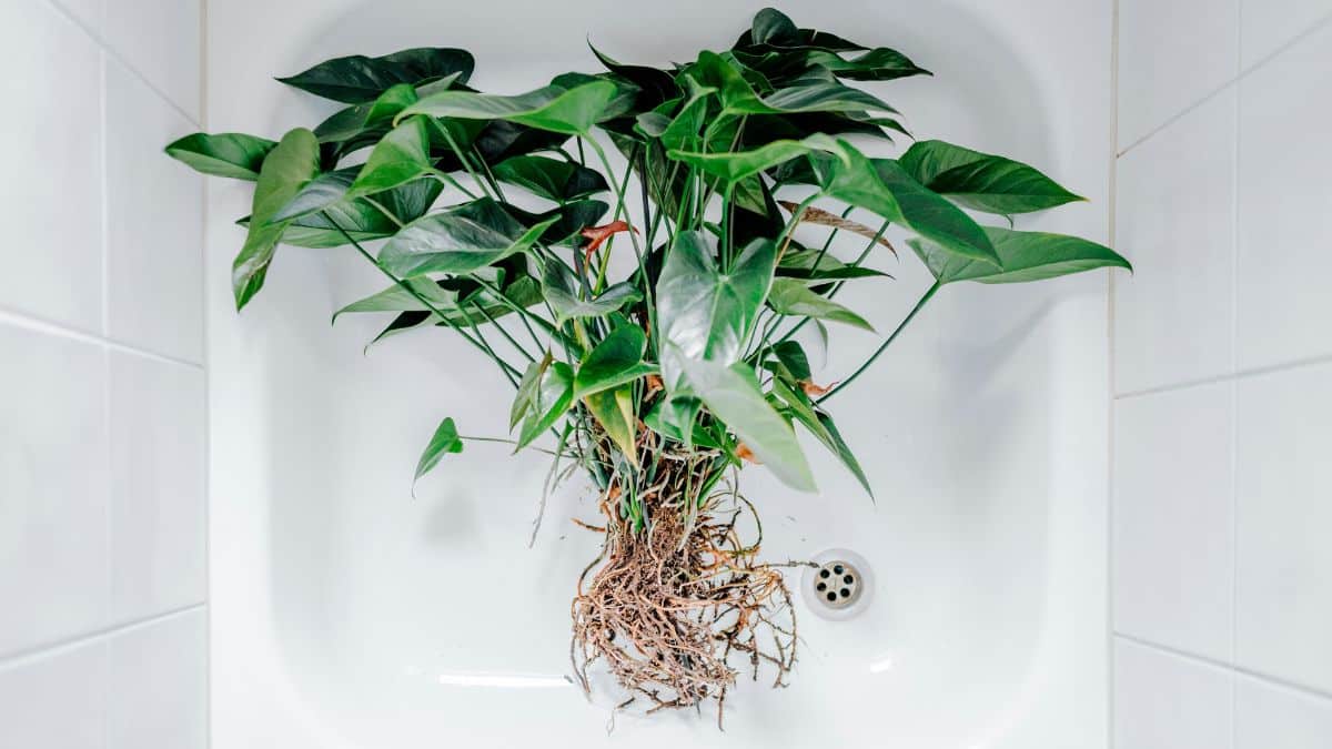 What If You Could Grow Your Own Toilet Paper?